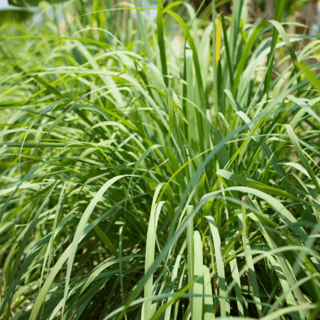 De geur Citronella