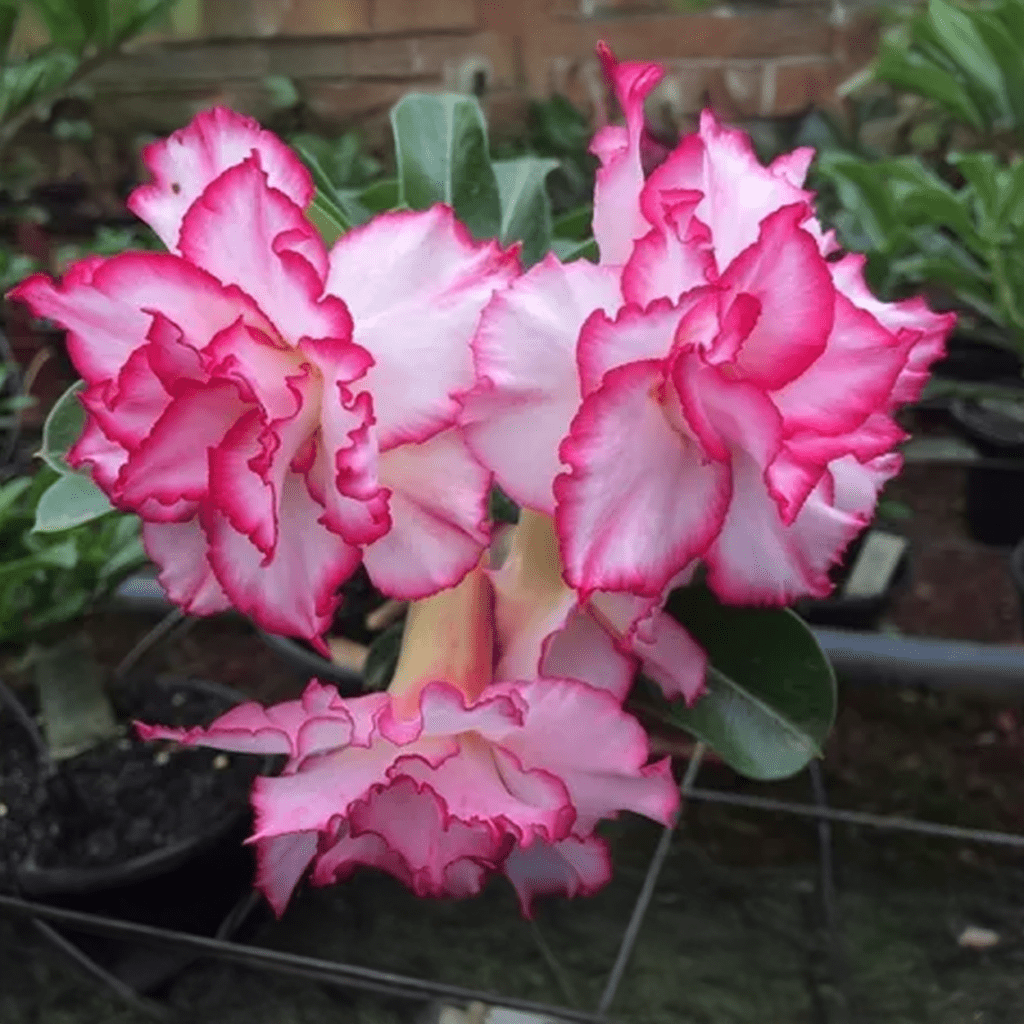 De geur Excellent Rose