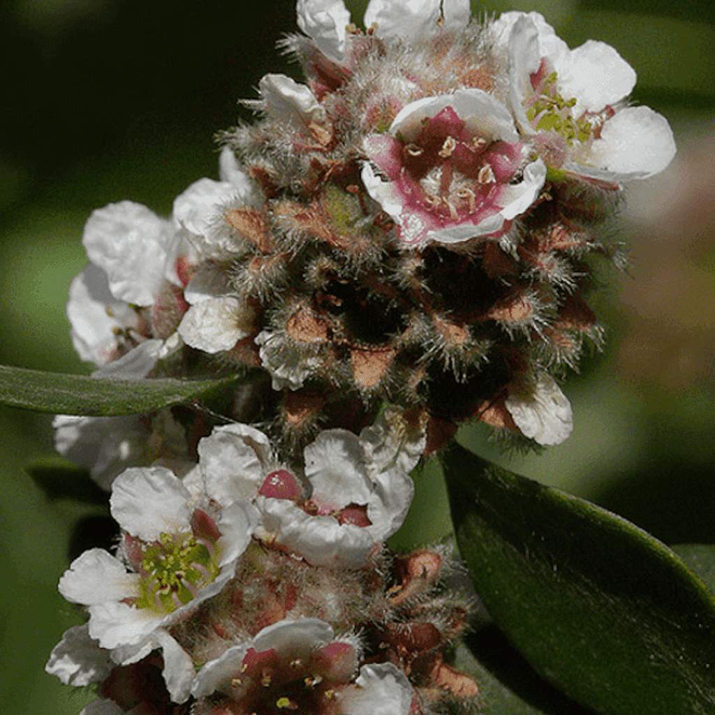 De geur Fragonia