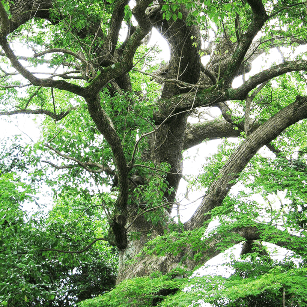 De geur Ho Wood