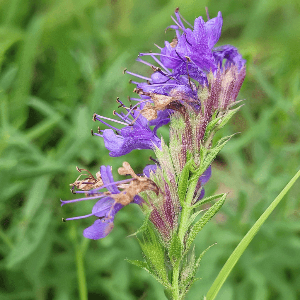 De geur Hyssop