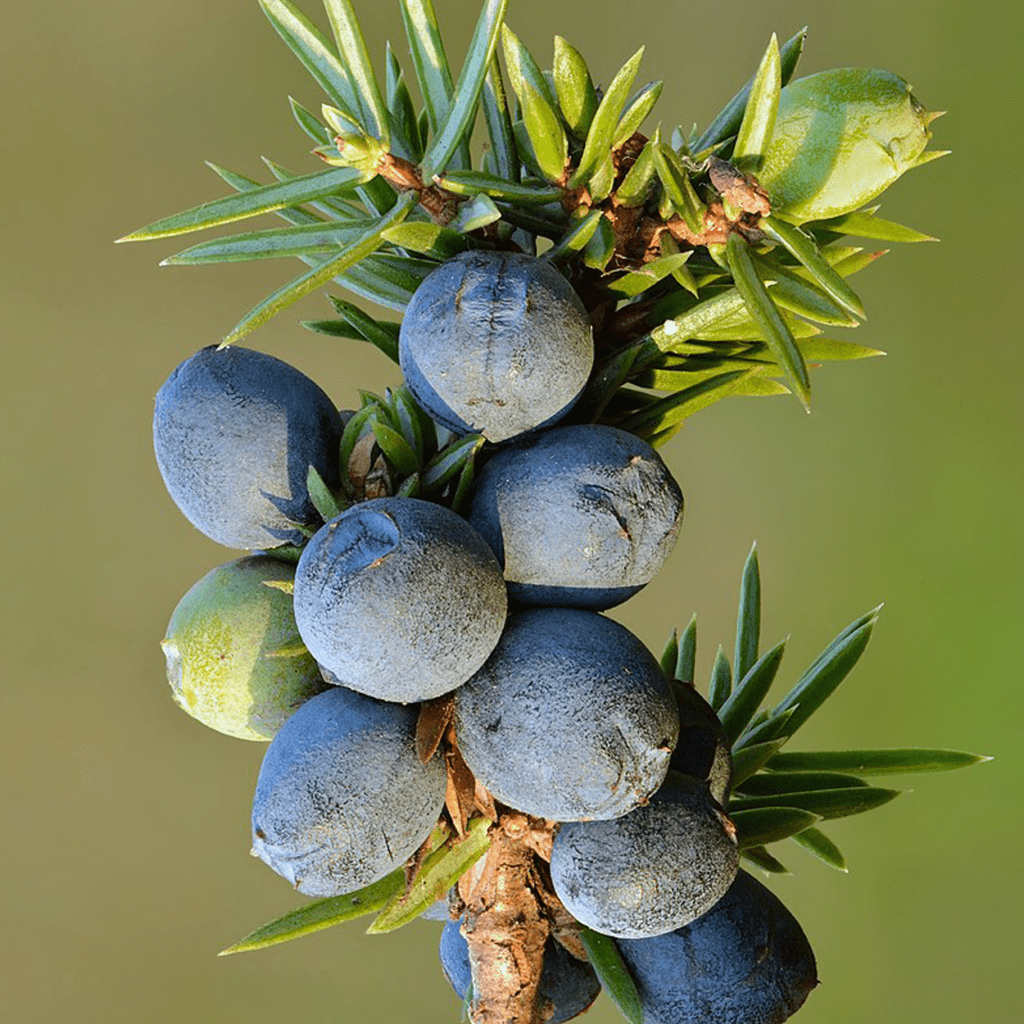 De geur Jeneverbes