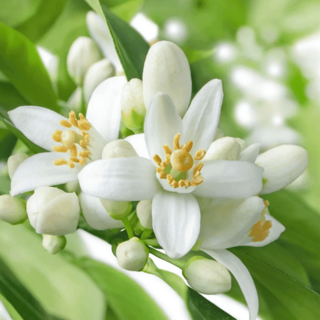 De geur Neroli