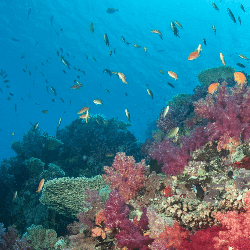 De geur Rainbow Reef