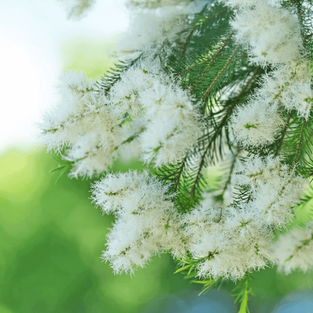 De geur Tea Tree