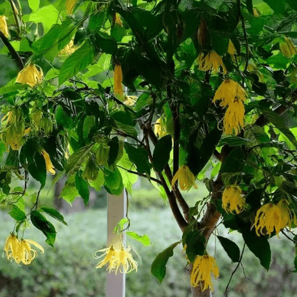 De geur Ylang Ylang