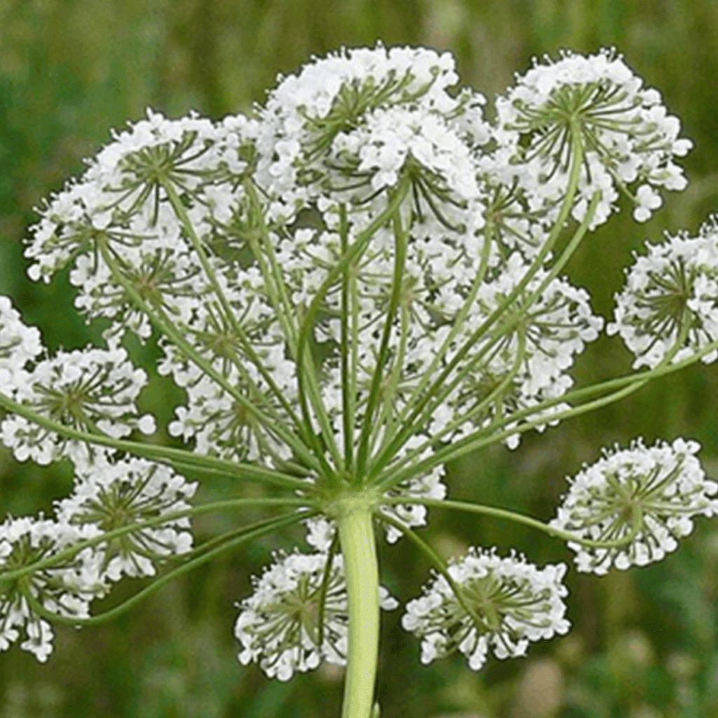 Anijs kalmerend verlichtend1