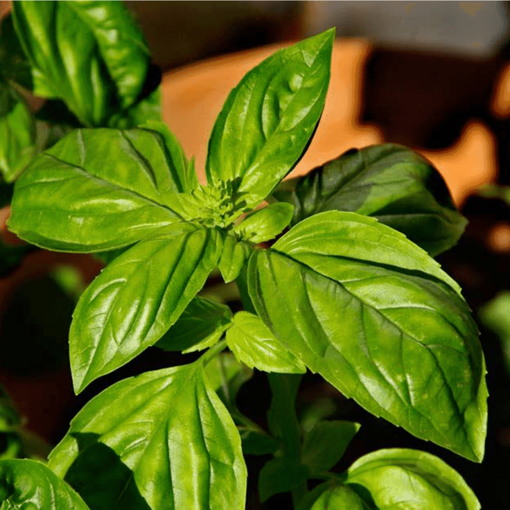 Basilicum Stimulans verhelderend VXhome-1