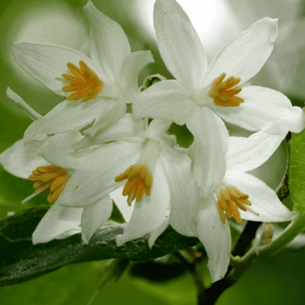 Benzoë Rustgevend -1 VXhome