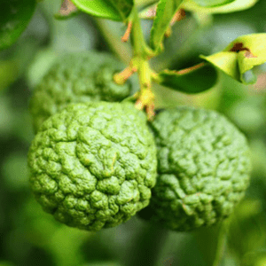 Bergamot Verfrissend opwekkend kalmerend -1 VXhome