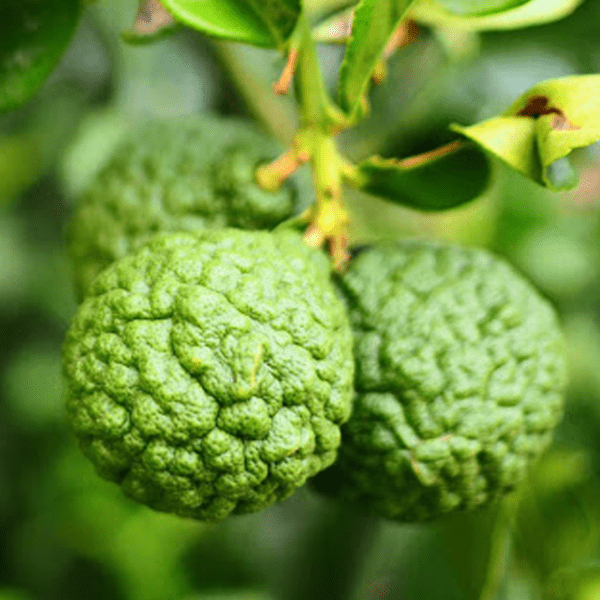 Bergamot Verfrissend opwekkend kalmerend VXhome