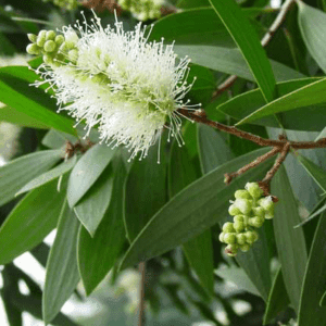 Cajeput Zuiverend verhelderend -1 VXhome