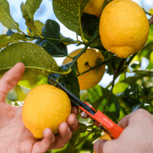 Citroen Verfrissend opwekkend -1 VXhome