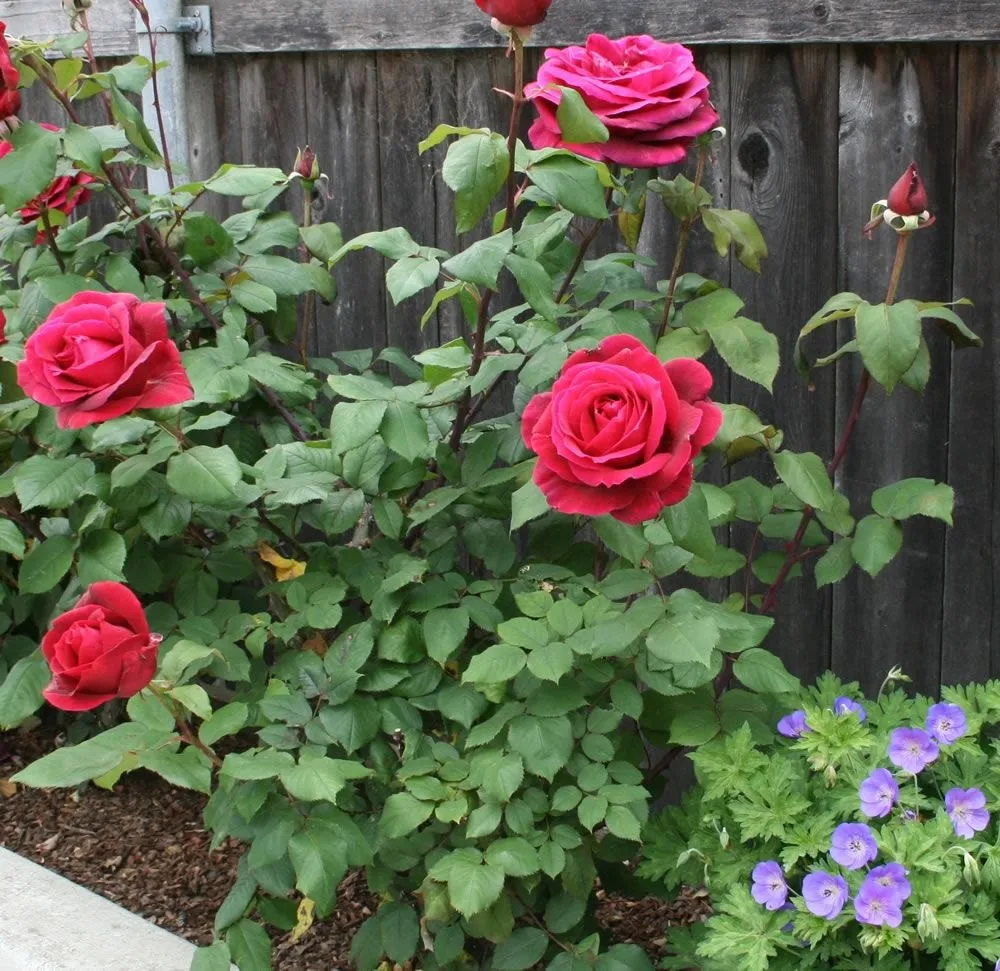 Excellent Rose - rustgevend en opbeurend -2 VXhome