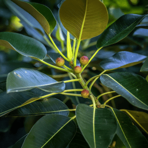 Fig Bay Leaves - kalmerend en verkwikkend -1 VXhome