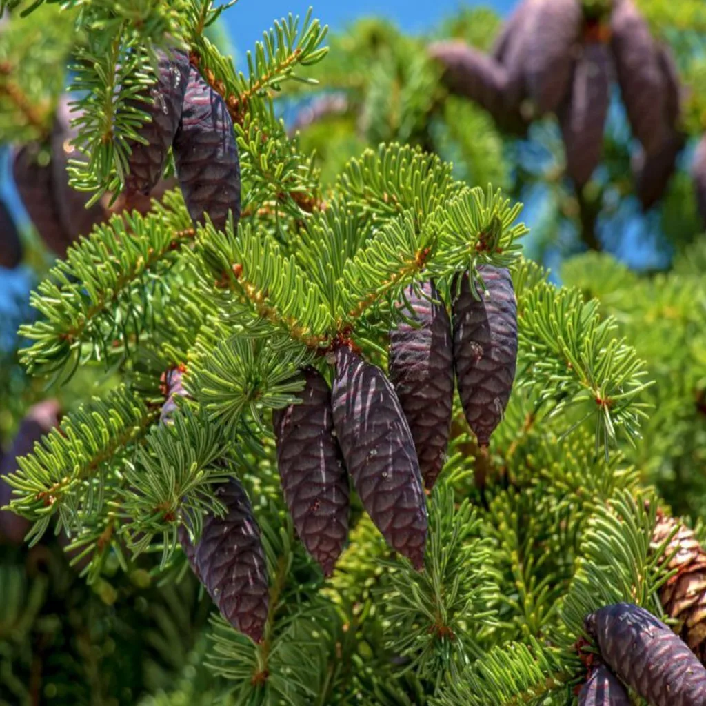 Fijnspar Verfrissend stimulerend -1 VXhome