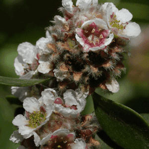 Fragonia Kalmerend zuiverend -1 VXhome