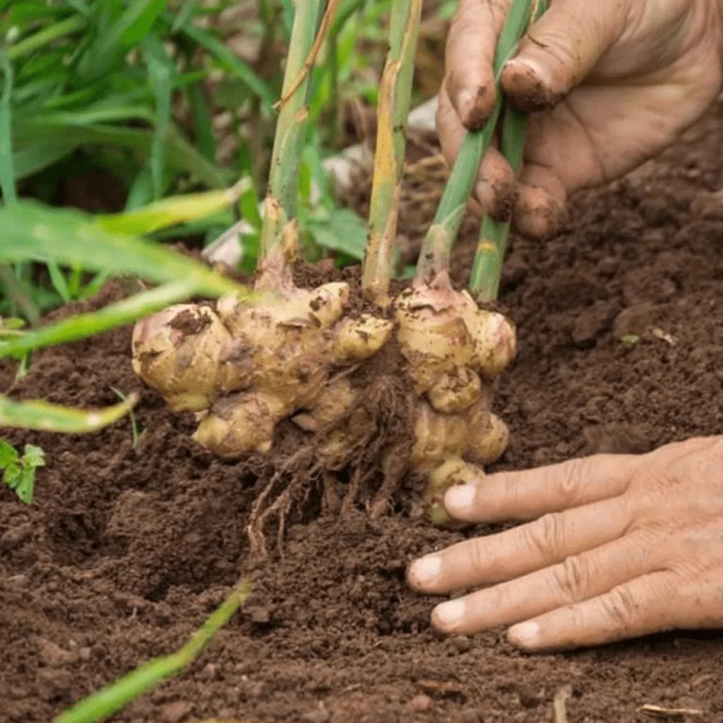Gember Verwarmend verkwikkend -1 VXhome
