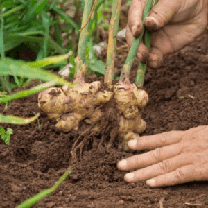 Gember Verwarmend verkwikkend -1 VXhome
