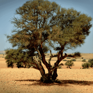 Golden Honey - opbeurend en geruststellend -2 VXhome