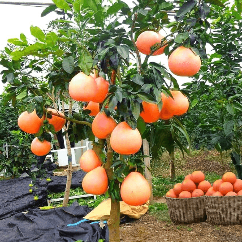 Grapefruit Verfrissend opwekkend -1 VXhome