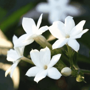 Jasmijn Opbeurend huidverzorgend -1 VXhome