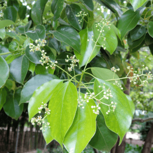 Kamfer Zuiverend versterkend -1 VXhome