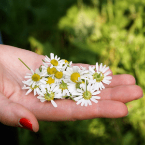 Kamille Rustgevend huidherstellend -1 VXhome