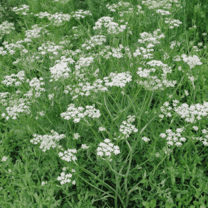 Karwij Stimulerend verlichtend -1 VXhome