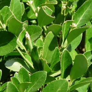 Laurierblad - zuiverende en verhelderende -1 VXhome