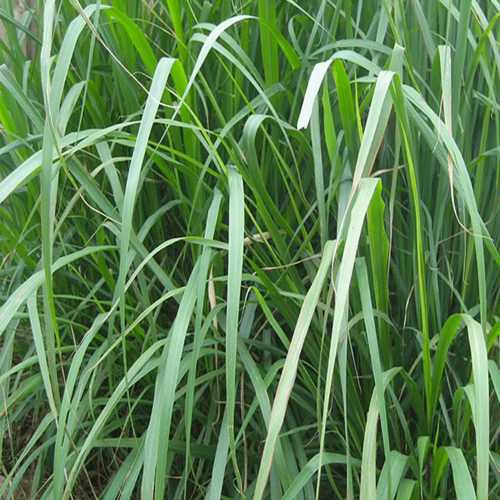 Lemongrass - Zuiverend verfrissend -1 VXhome