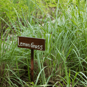 Lemongrass - Zuiverend verfrissend -2 VXhome