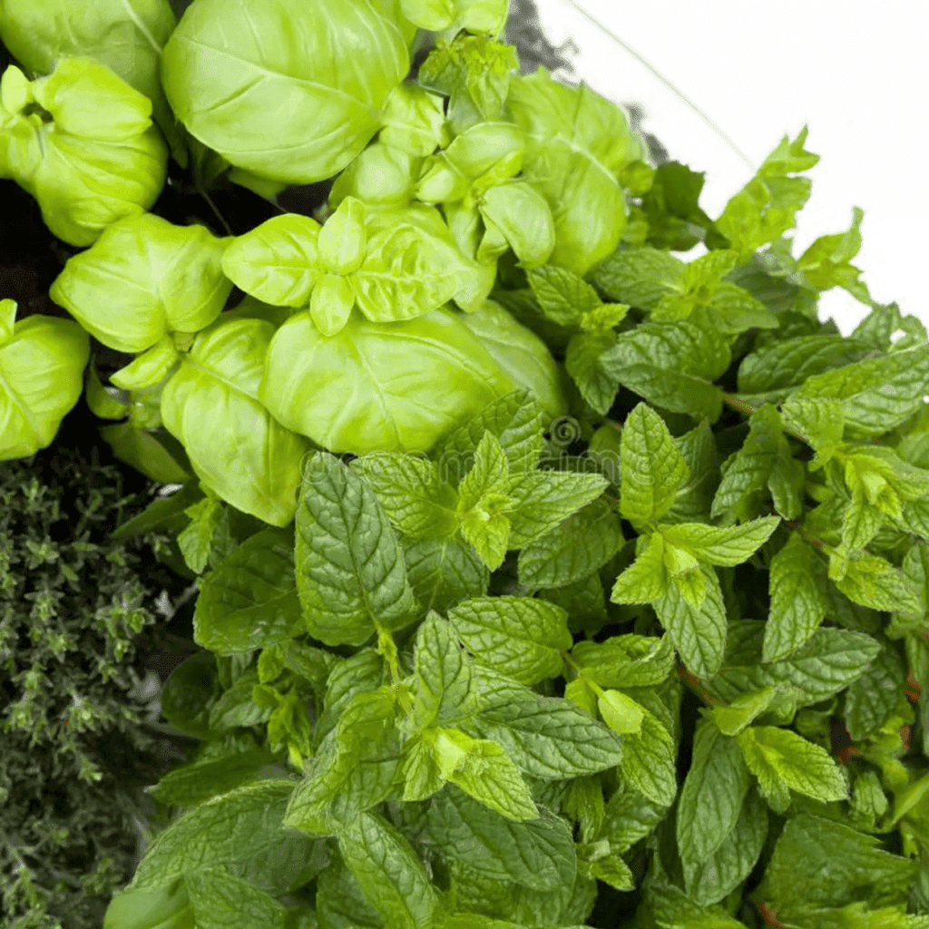 Mint Tea en Basil - verkwikkend en rustgevend -1 VXhome