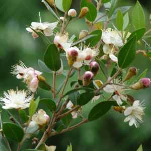 Myrthe - Rustgevend en Luchtzuiverend -1 VXhome
