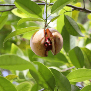 Nootmuskaat - Verwarmend en Stimulerend -1 VXhome