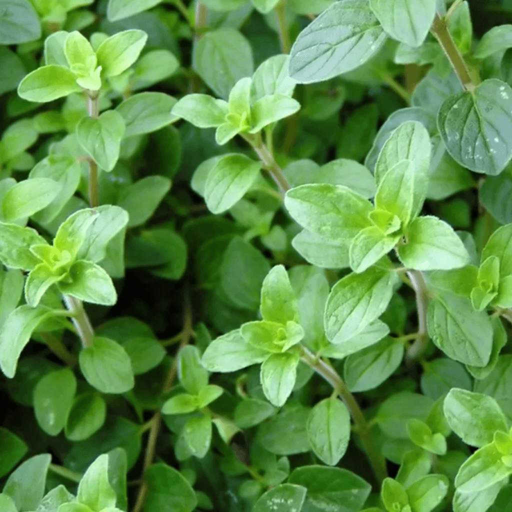 Oregano - Zuiverend en Versterkend -1 VXhome