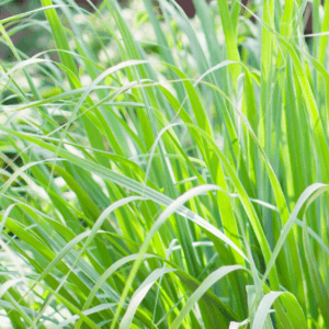 Palmarosa - hydraterend Kalmerend -1 VXhome