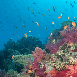 Rainbow Reef - verfrissend en levendig -1 VXhome