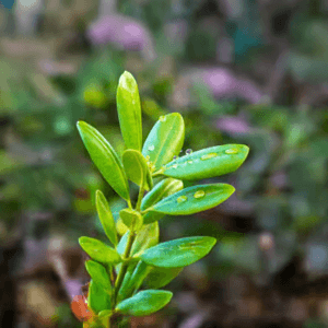Ravintsara - Zuiverend en Versterkend -1 VXhome
