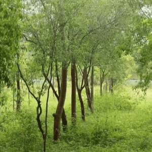 Sandelhout - kalmerend en aardend -1 VXhome