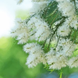 Tea Tree - zuiverend en antiseptisch -1 VXhome