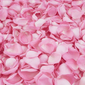 Tender Rose - kalmerend en rust -1 VXhome