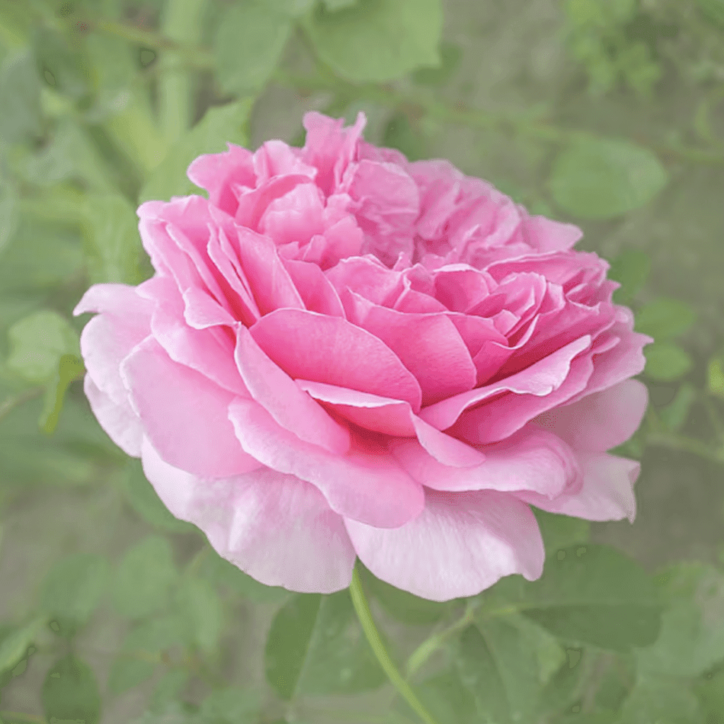 Tender Rose - kalmerend en rust -2 VXhome