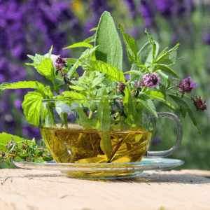 Verbena - alert en energiek -1 VXhome