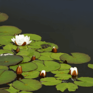 White Lotus - kalmerend en spiritueel -1 VXhome