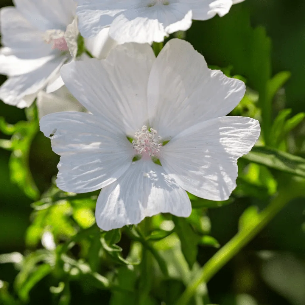 White Musk - kalmerend en omhullend -1 VXhome